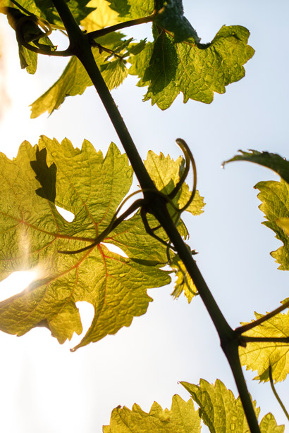 Weingut mood text 02 rhg 4773 rebblatt rui camilo hpr