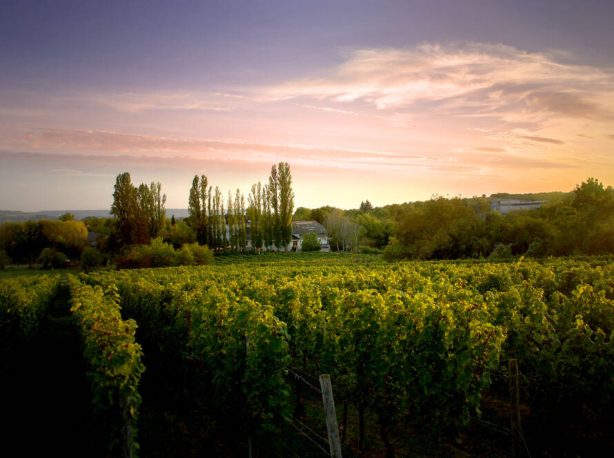Weingut teaser 01
